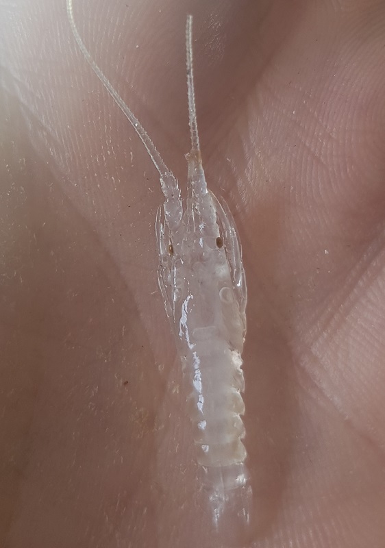 Clear Puerulus.jpg